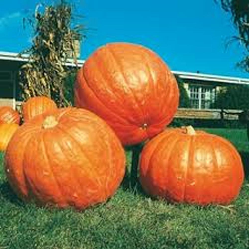 Heirloom pumpkin variety—three round orange pumpkins on grass