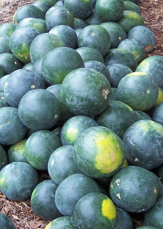 Sugar Baby heirloom watermelon seeds, shown with dark green watermelons on soil