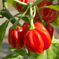 Red Scotch Bonnet Pepper Seeds | Heirloom, Non-GMO | 100,000-350,000 Scoville | 100 Days | USDA Zones 3-9 |