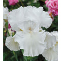 Immortality iris with a large white ruffled bloom