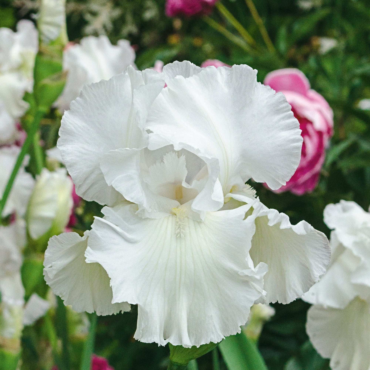 White ruffled Immortality iris flower with pale yellow accents
