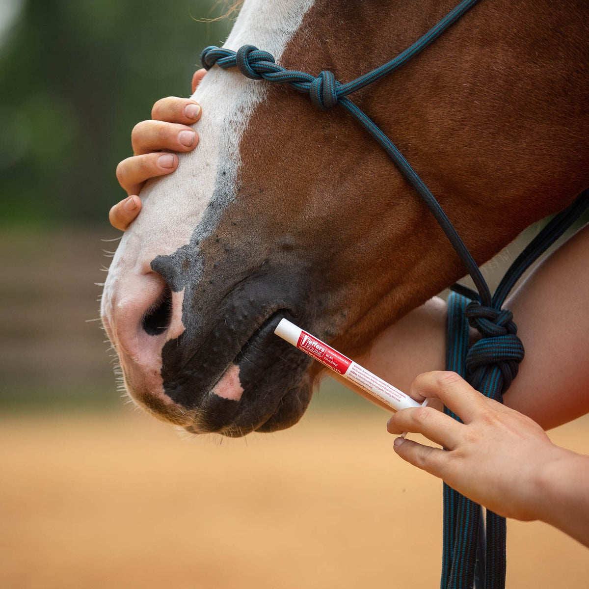 Ivermectin paste being applied to a horse muzzle using a syringe tip