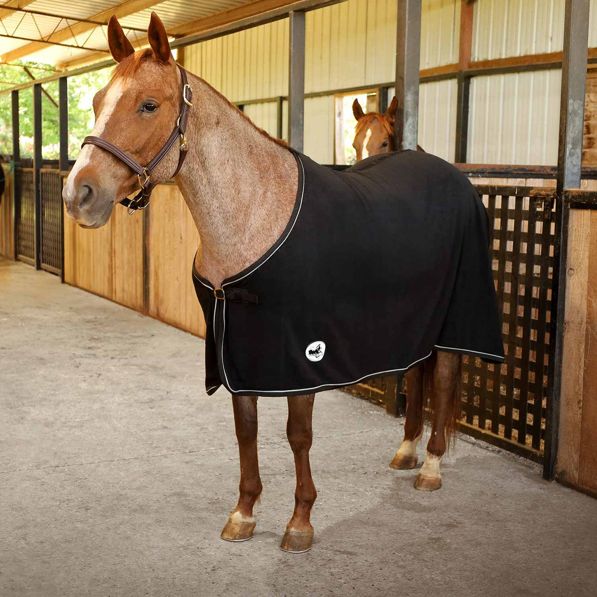 Black fleece horse cooler blanket on horse, front strap closures and white piping, logo patch