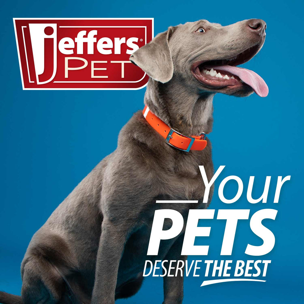 Grey dog wearing an orange collar with Jeffers Pet branding graphic