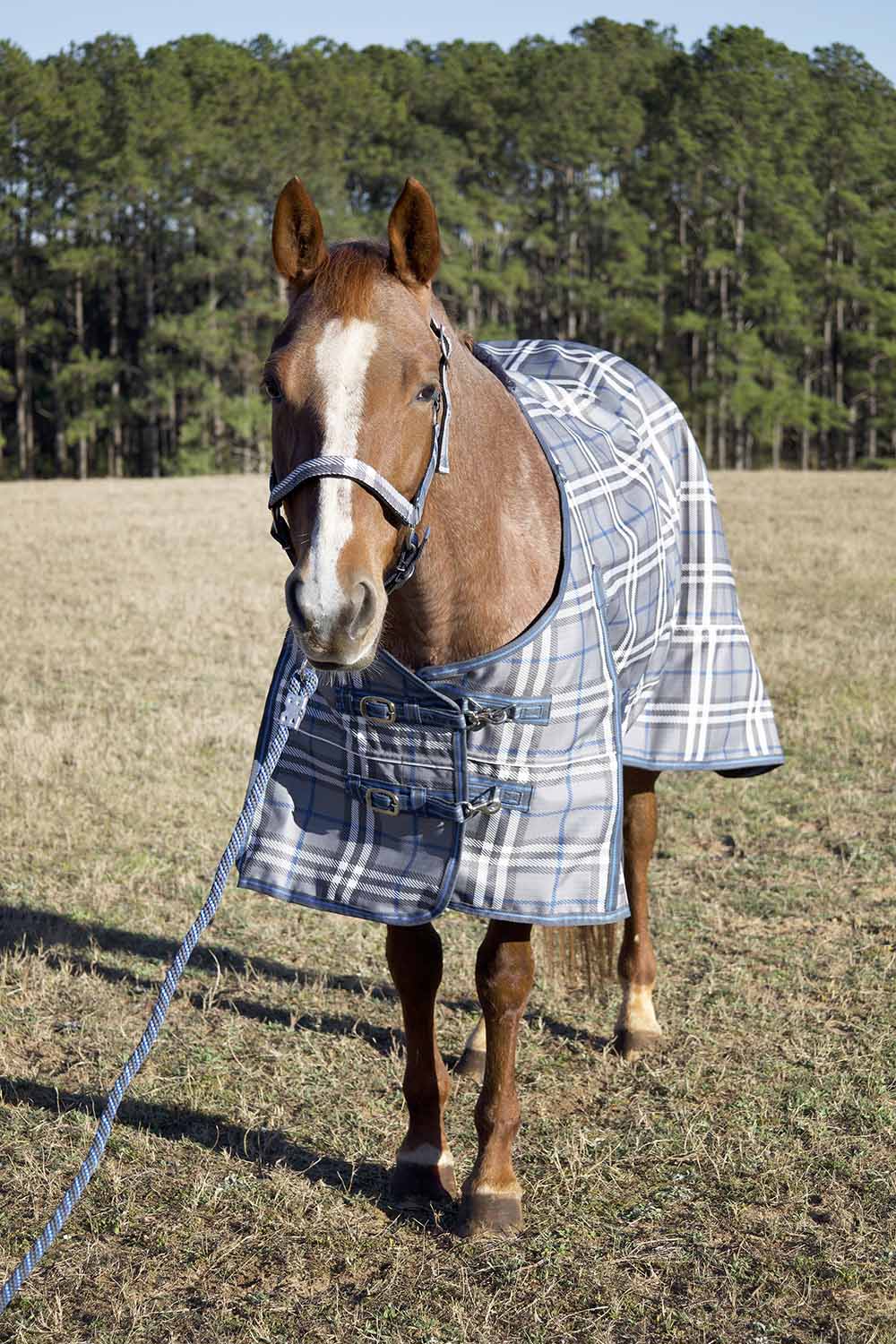Blue plaid medium-weight turnout horse blanket on horse with chest straps