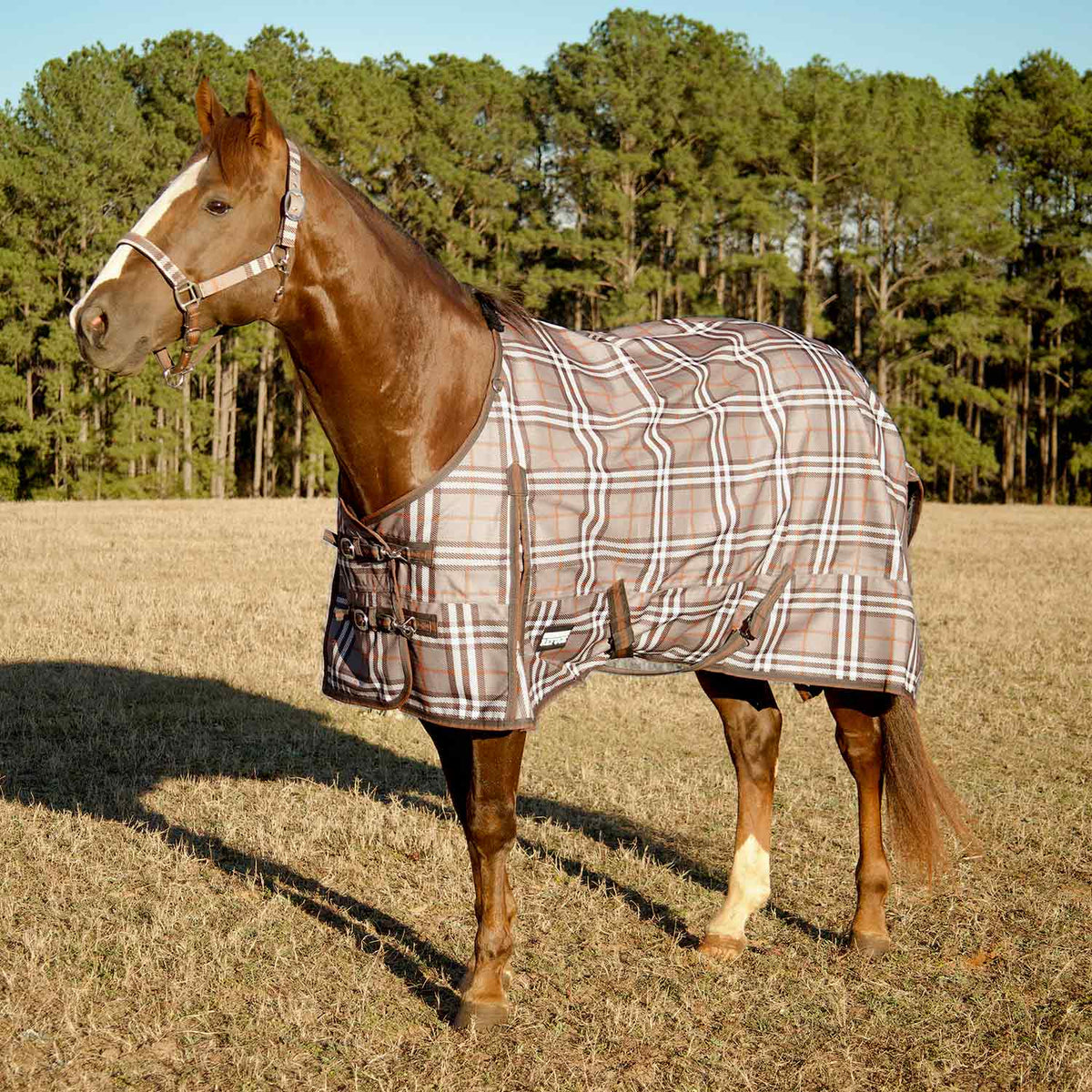 Plaid medium-weight turnout horse blanket on chestnut horse, tan and dark colors