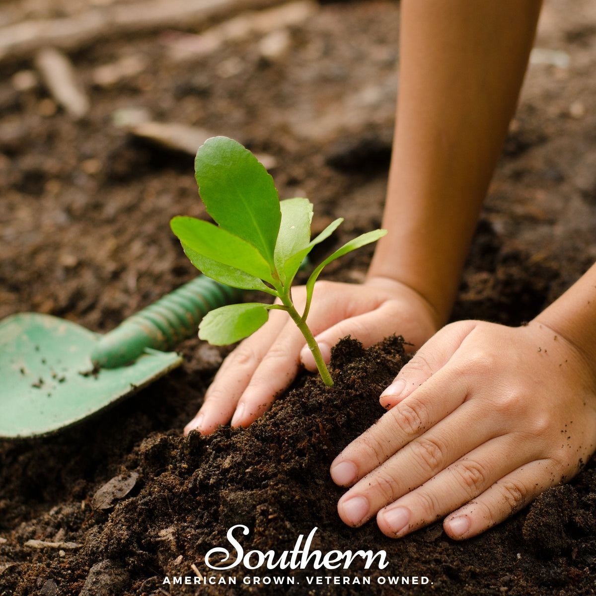 Kids garden seed collection, hands plant a green sprout in dark soil