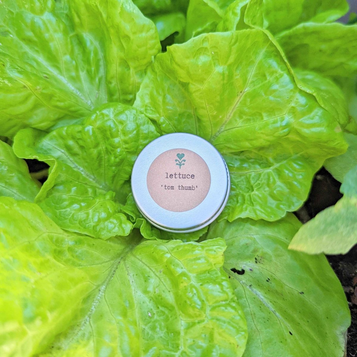 Lettuce seed tin with label nestled in bright green lettuce leaves