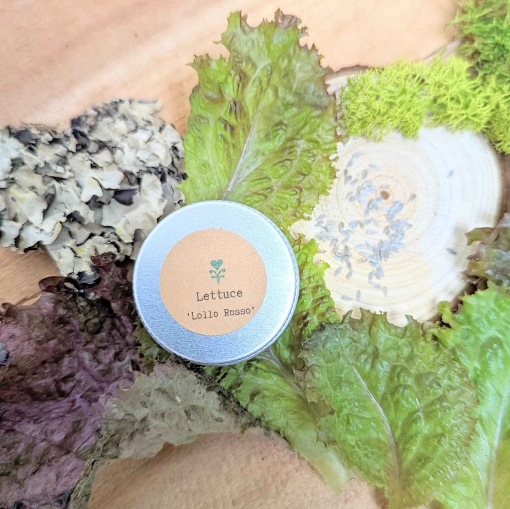 Lettuce seed tin with label, placed among lettuce leaves and dried seed pods