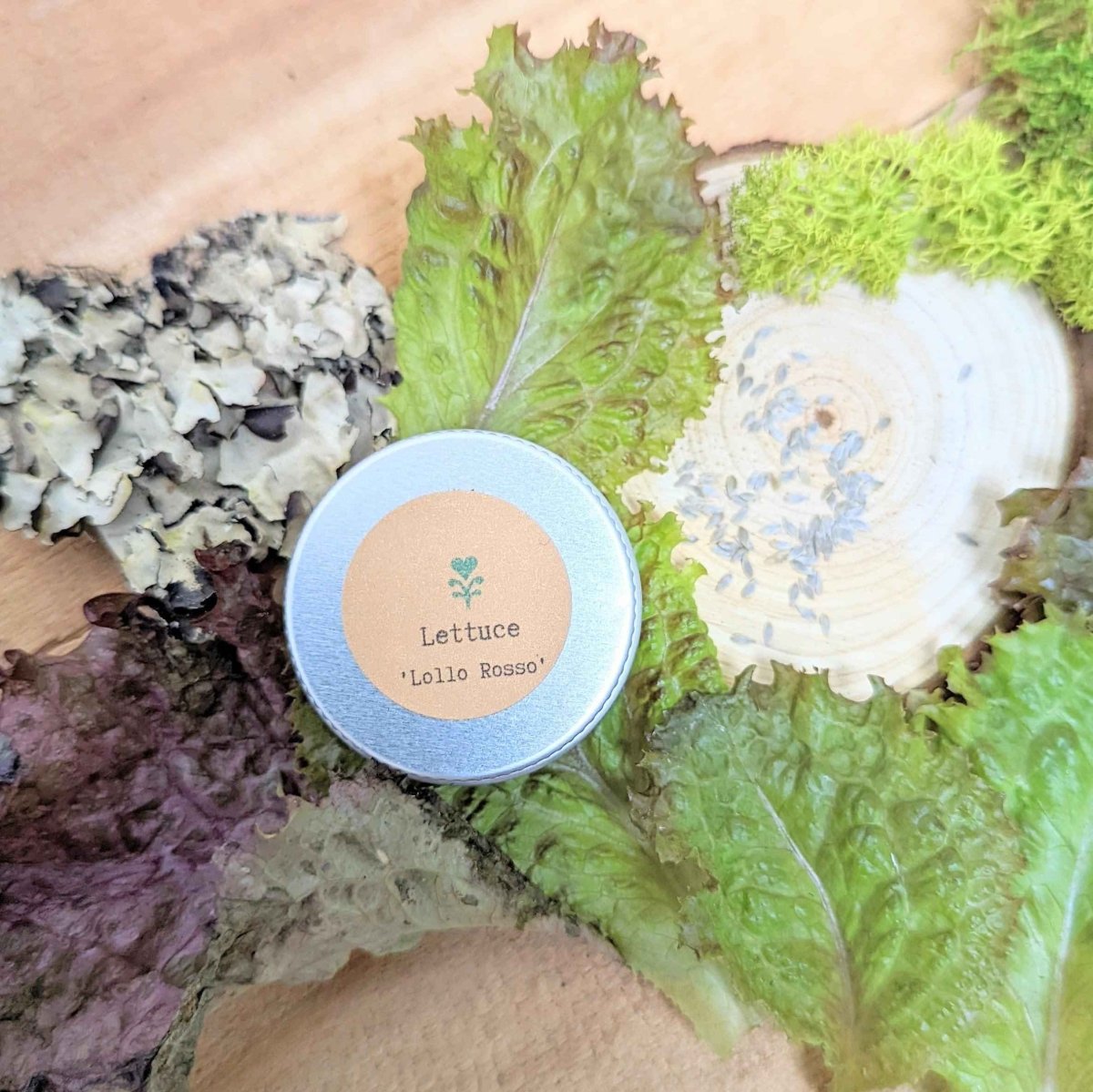 Lettuce seed tin with label, placed among lettuce leaves and dried seed pods
