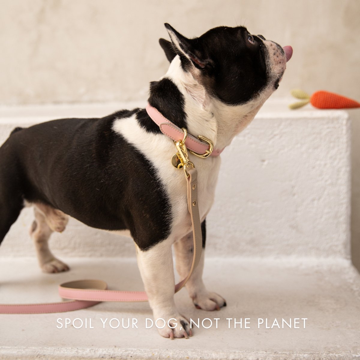 Light pink vegan leather dog leash on a black-and-white dog on steps