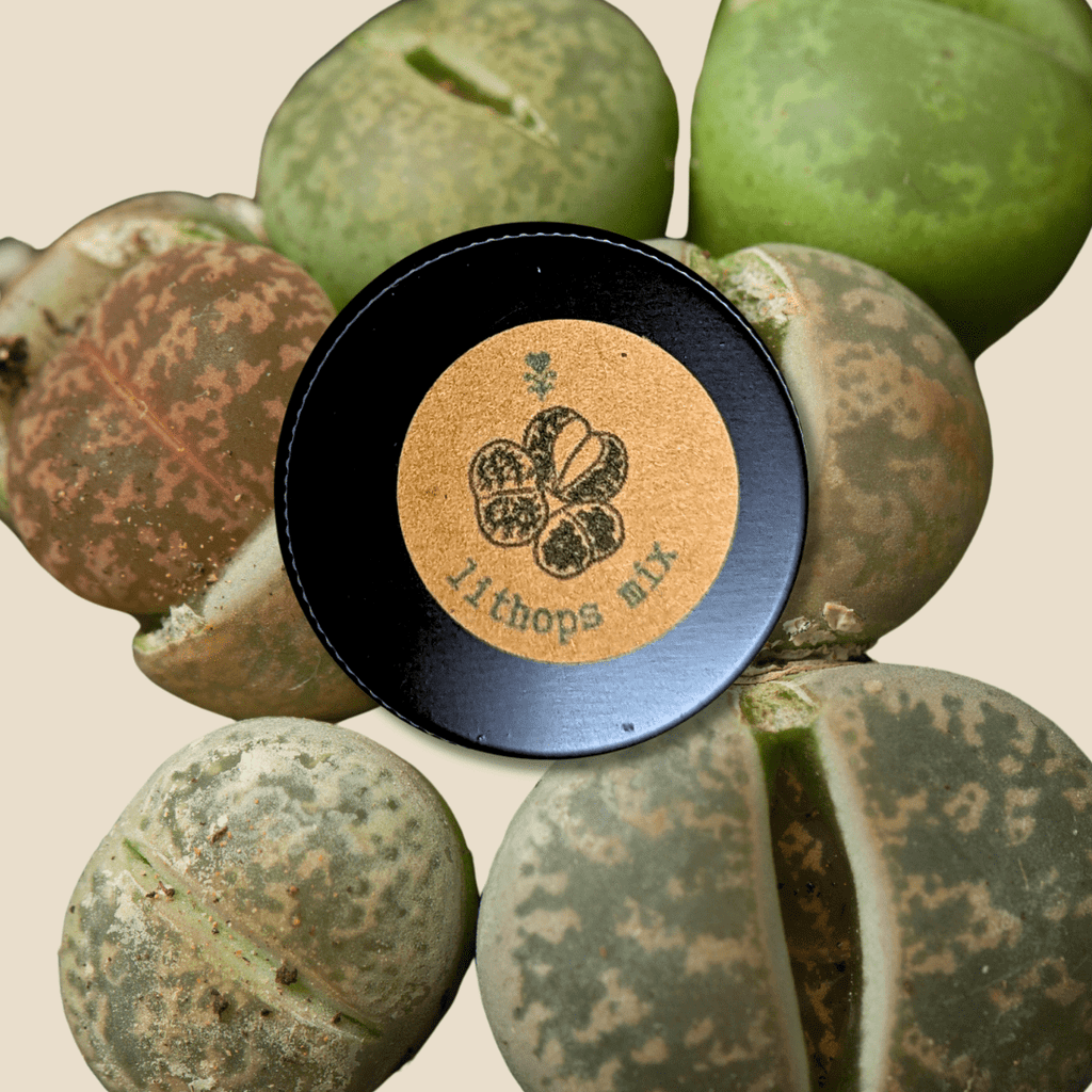 Lithops living stone seeds tin with logo, surrounded by green and brown lithops stones