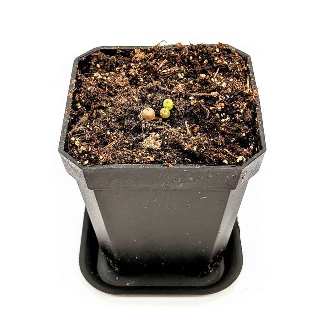 Lithops living stone seeds in black grow pot with dark soil and two sprouts