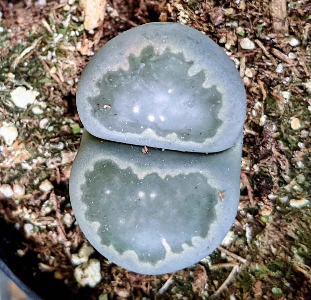 Lithops living stones pair with gray-green mottled leaves on outdoor soil