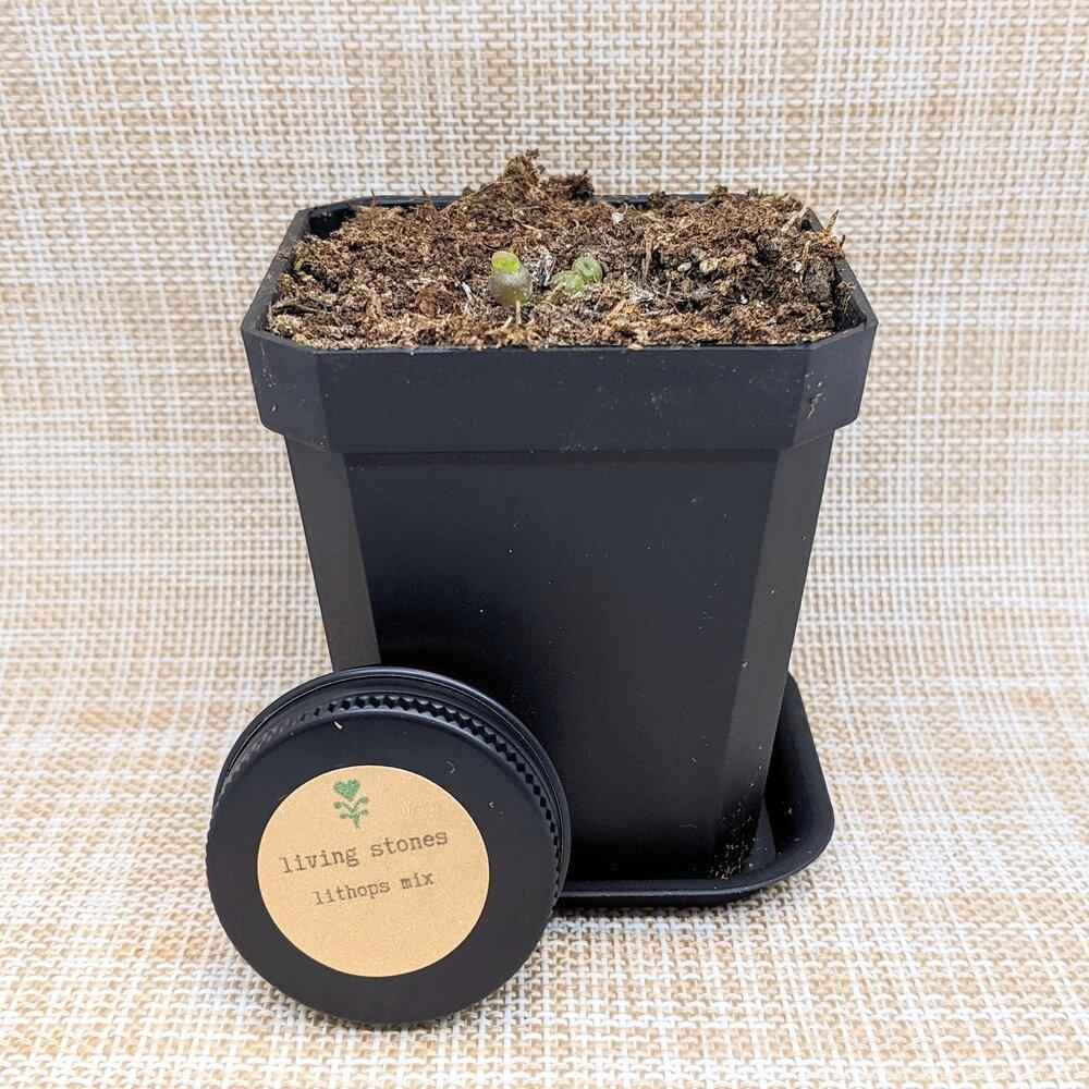 Lithops living stone seeds with black grow pot, soil, and small seedlings