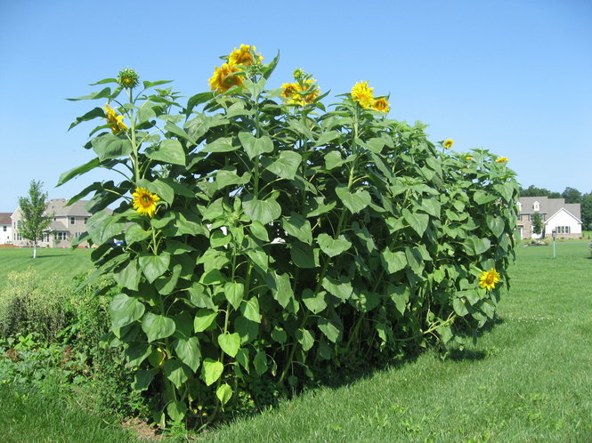 Tall sunflower plant with broad green leaves and small yellow blooms