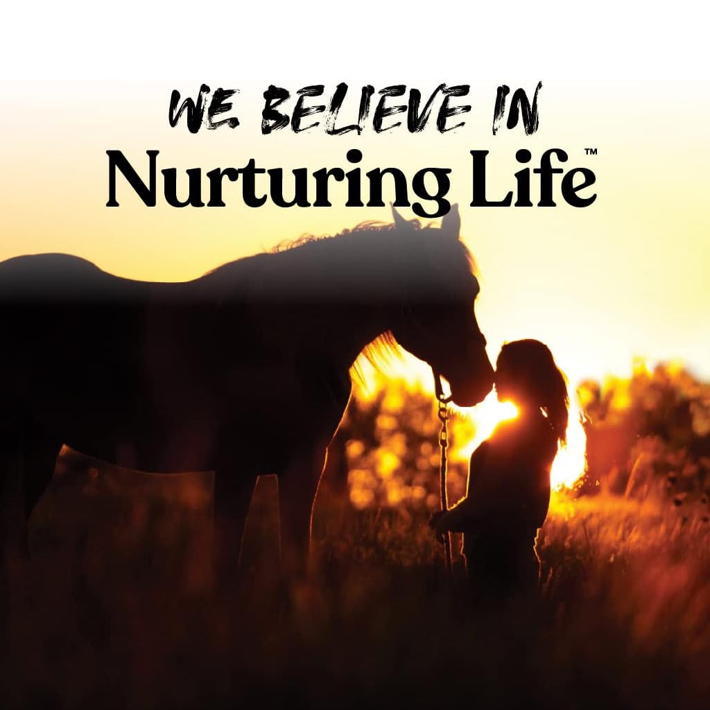 Horse with rider outdoors as a backdrop for Butterscotch nugget horse treats