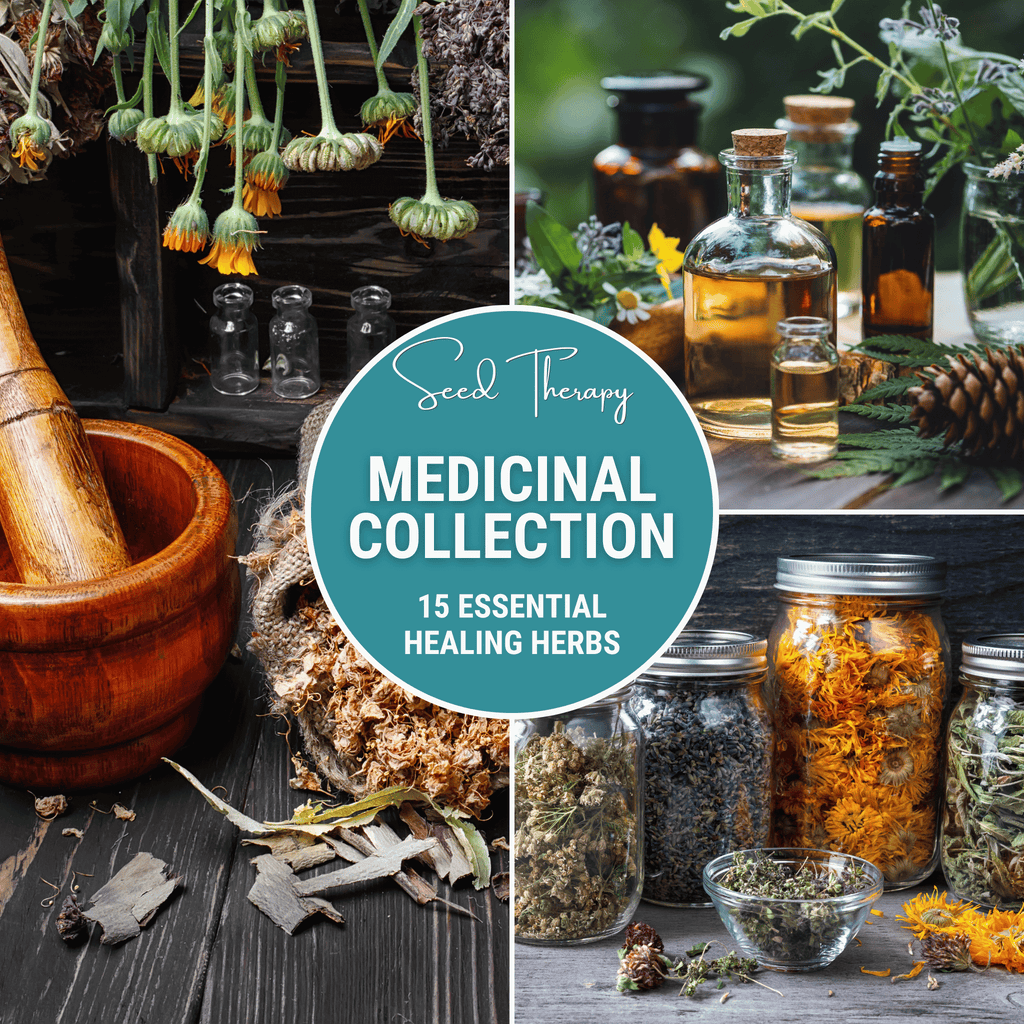 Medicinal herb seed collection with jars of dried healing herbs and seeds