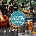 Medicinal herb seed collection with jars of dried healing herbs and seeds