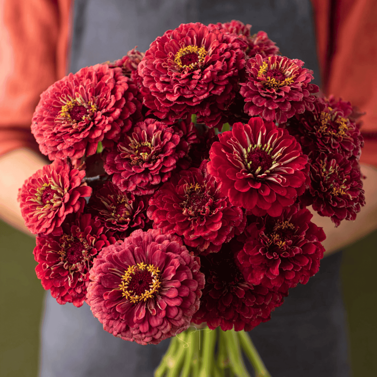 Crimson zinnia bouquet of double blooms with yellow centers