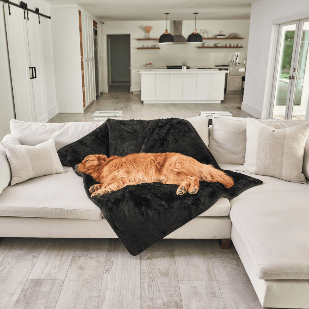 Midnight black faux-fur waterproof throw blanket on sofa with lying golden dog.