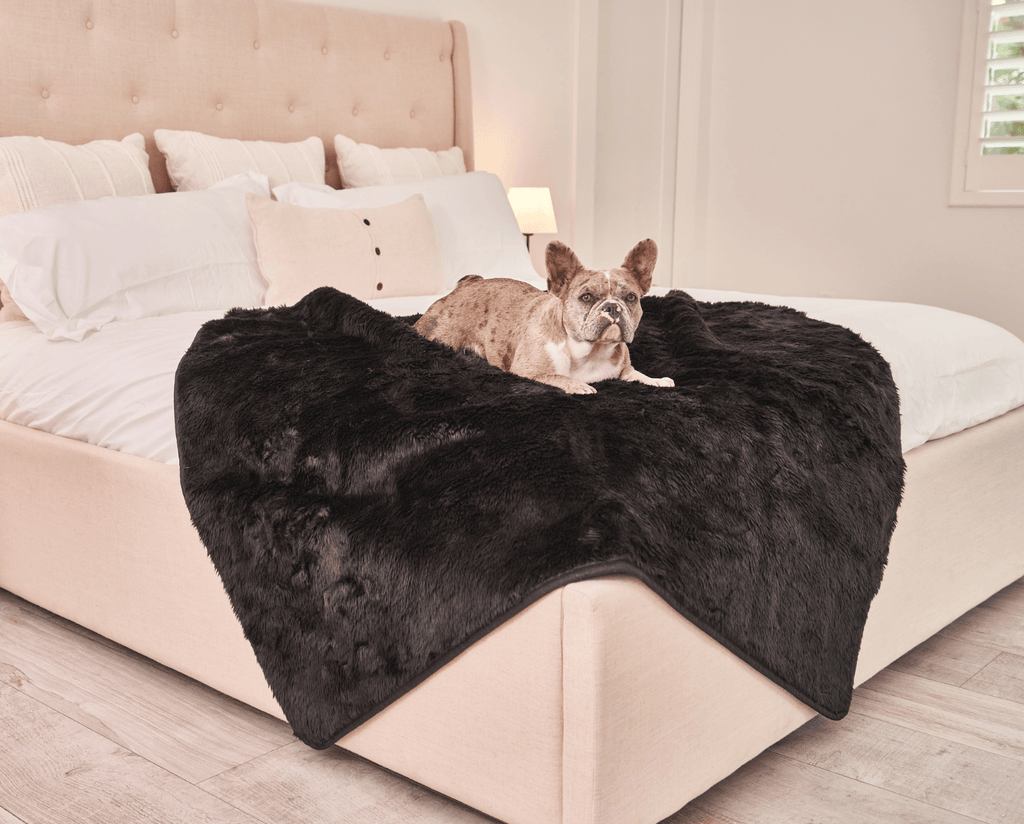 Midnight black faux-fur waterproof throw blanket on bed, with resting bulldog.