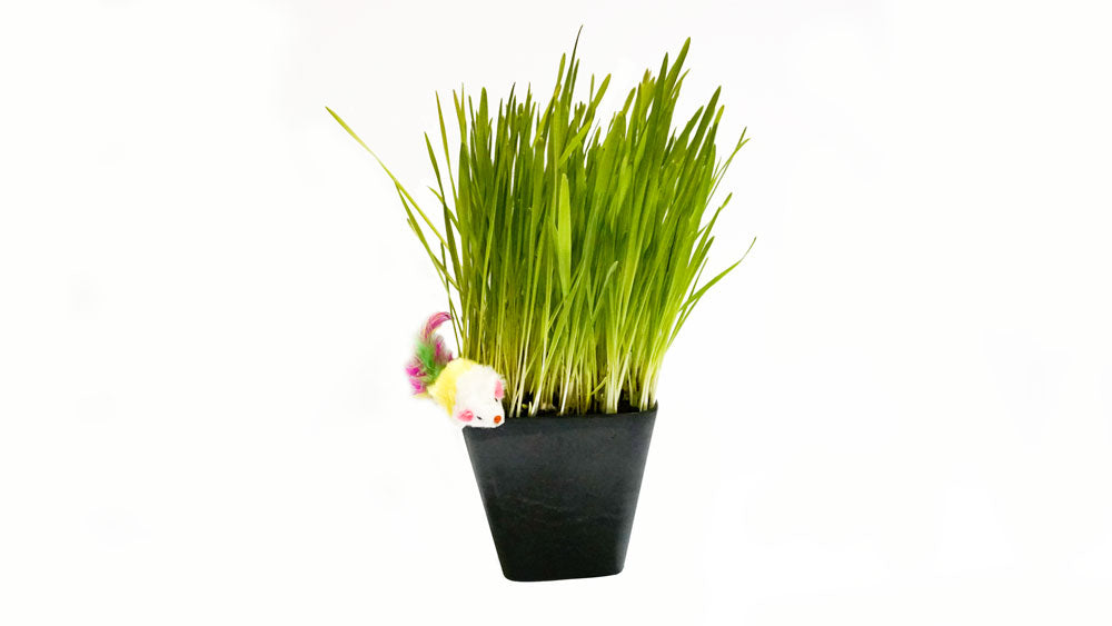 Cat grass plant in black pot with small colorful toy