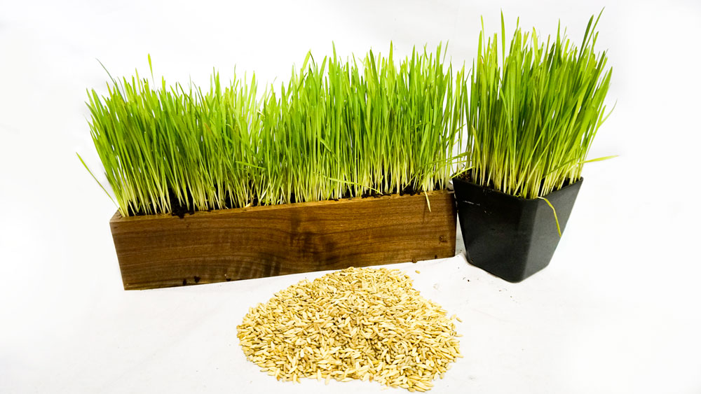 Cat grass seed tray with black pot and loose seed heap