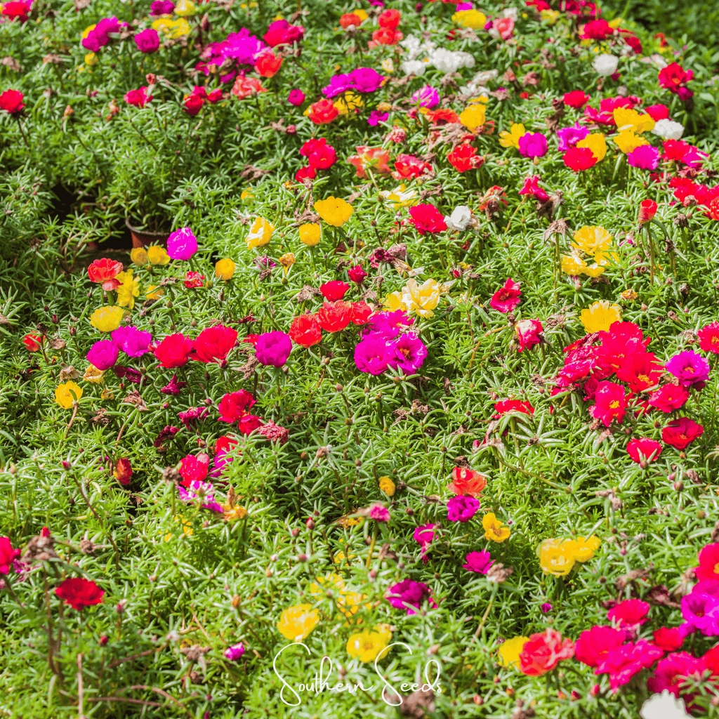 Dense patch of multicolor blossoms over bright green groundcover