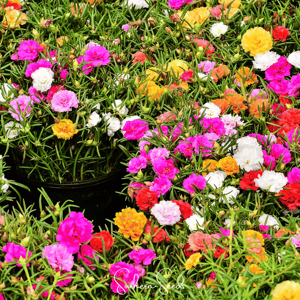 Thick carpet of multicolor flowers with green stems and petals