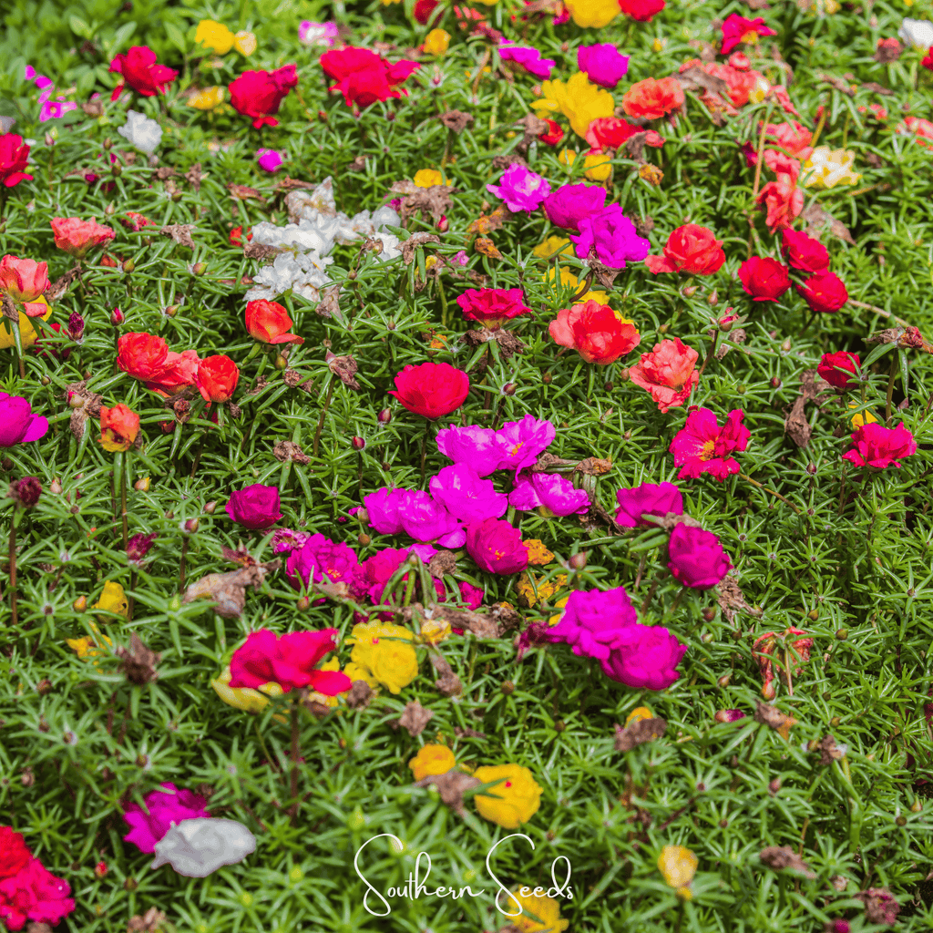 Close view of mixed-color flower heads on green ground