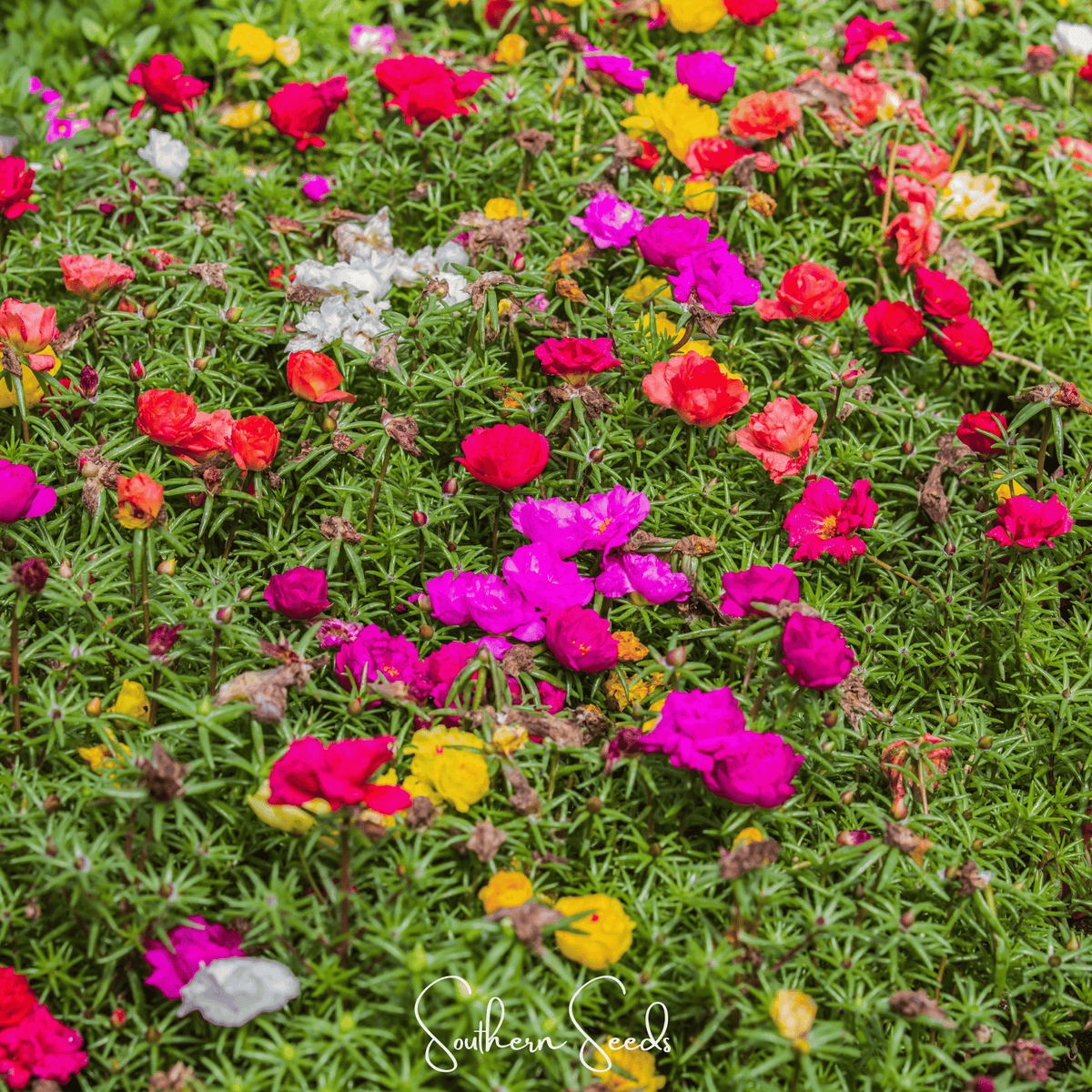 Close view of mixed-color flower heads on green ground