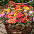 Multicolor cut-flower blooms in a wooden planter basket with green foliage