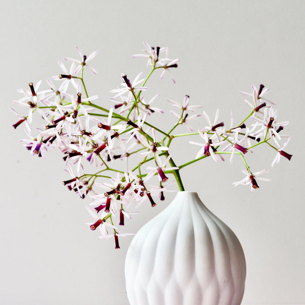 Textured porcelain vase with ribbed white body holding white starburst flowers