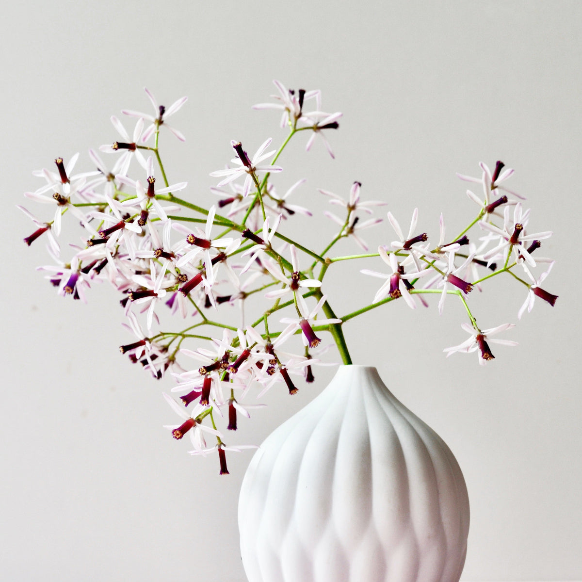 Textured porcelain vase with ribbed white body holding white starburst flowers