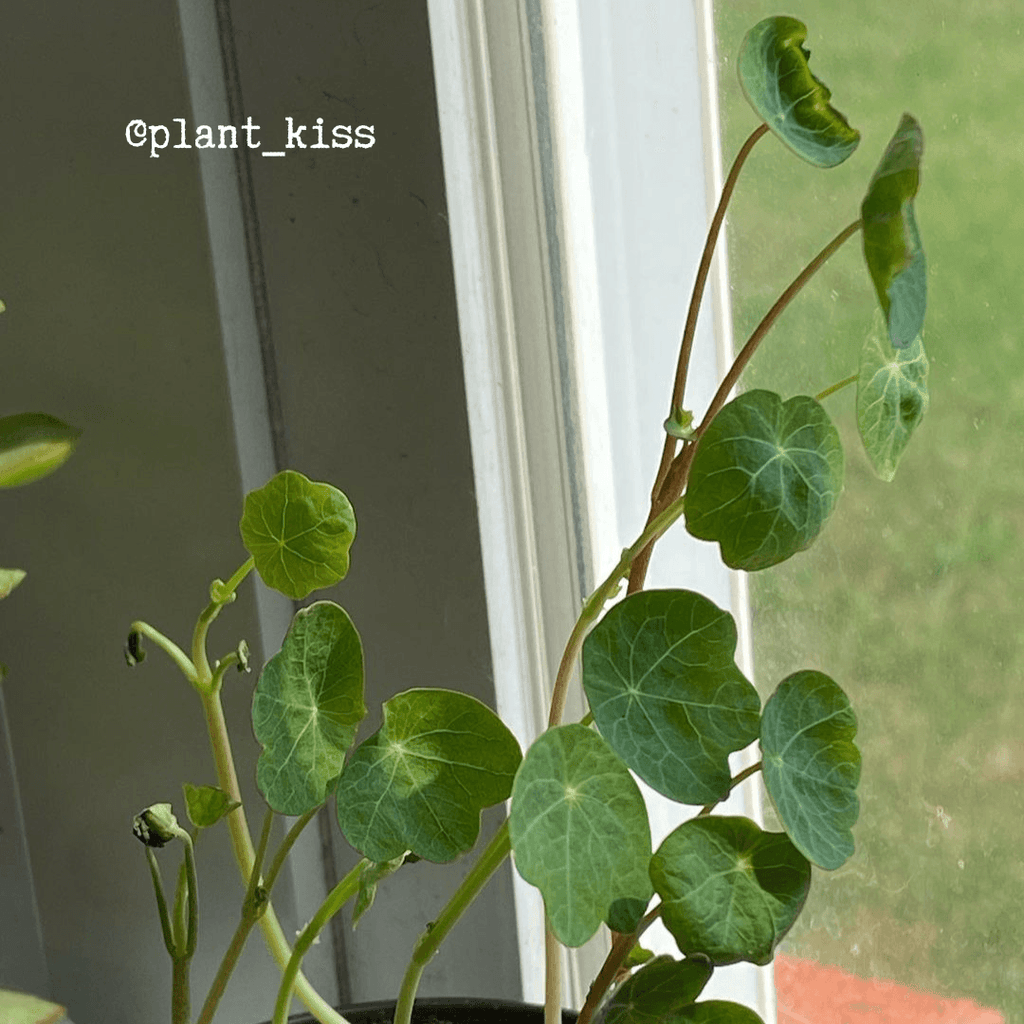 Nasturtium vine with green round leaves growing near a window