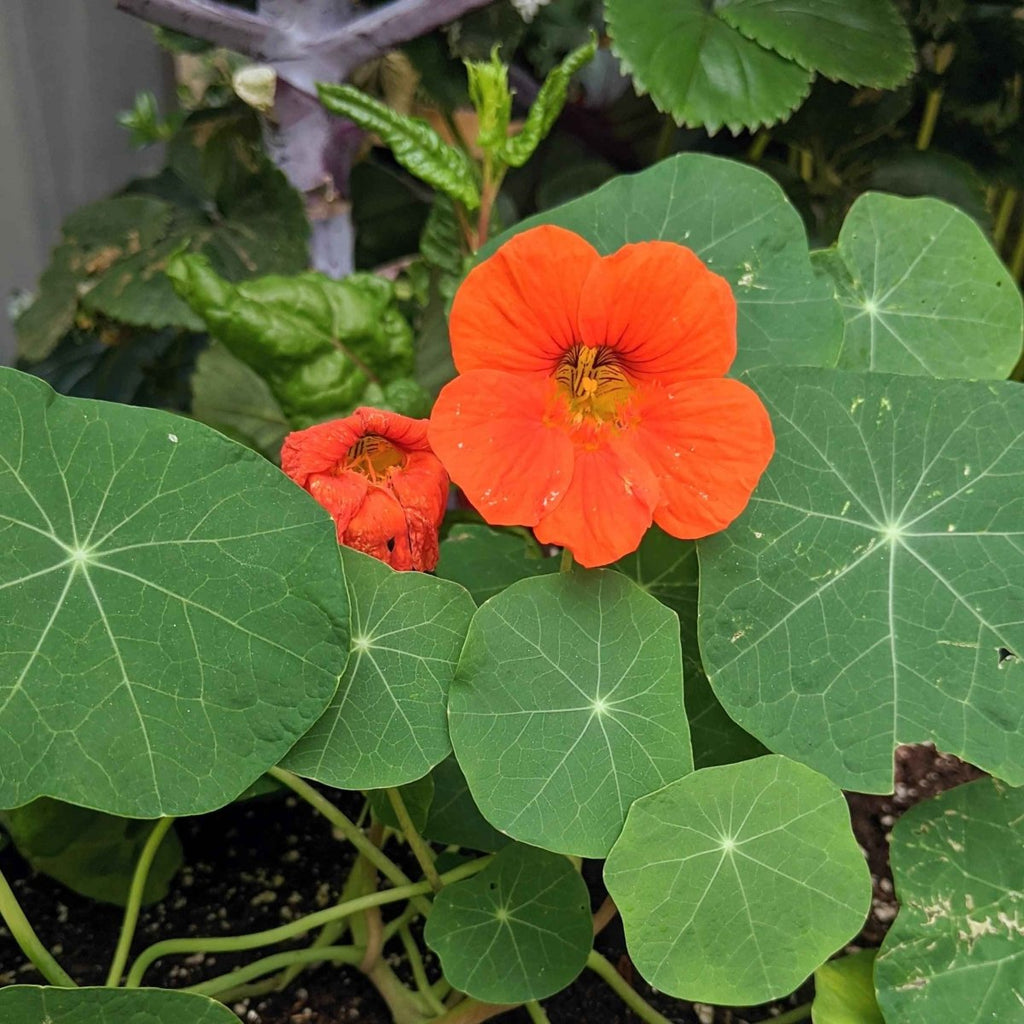Nasturtium flower cluster with orange blossoms and broad green leaves