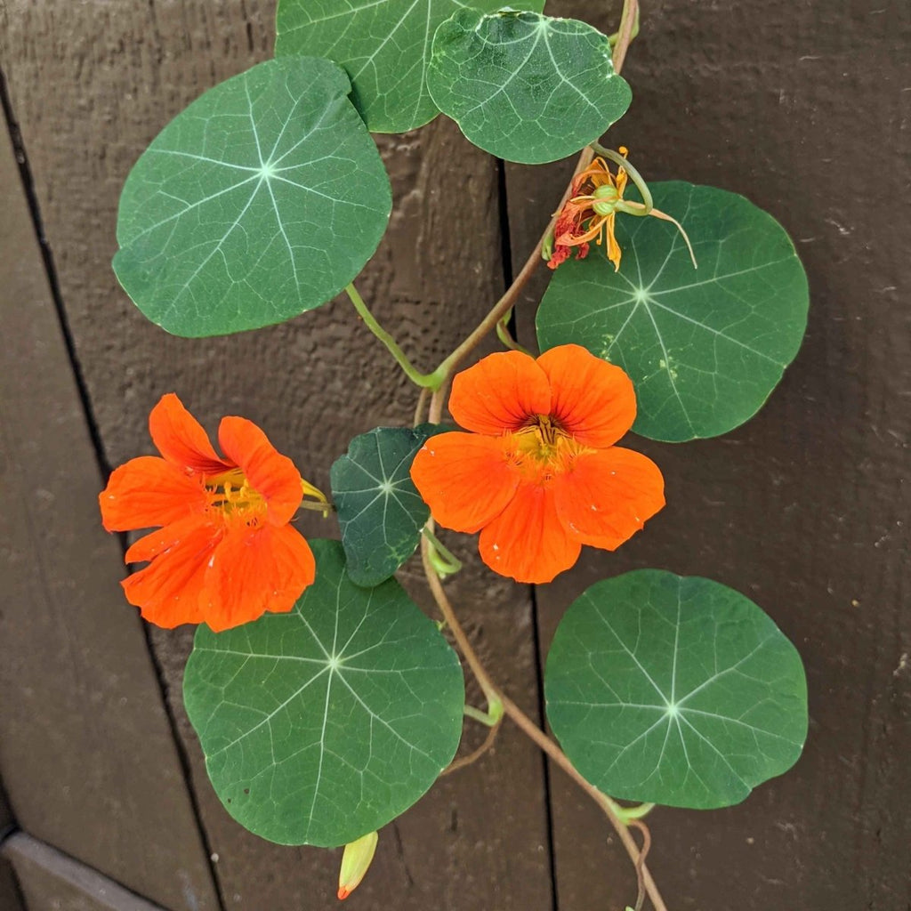 Nasturtium orange blossoms with round green leaves on climbing stems