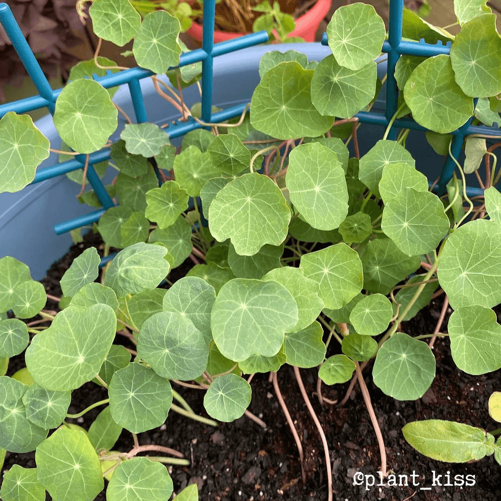 Nasturtium seedlings in a blue tray with dense green round leaves