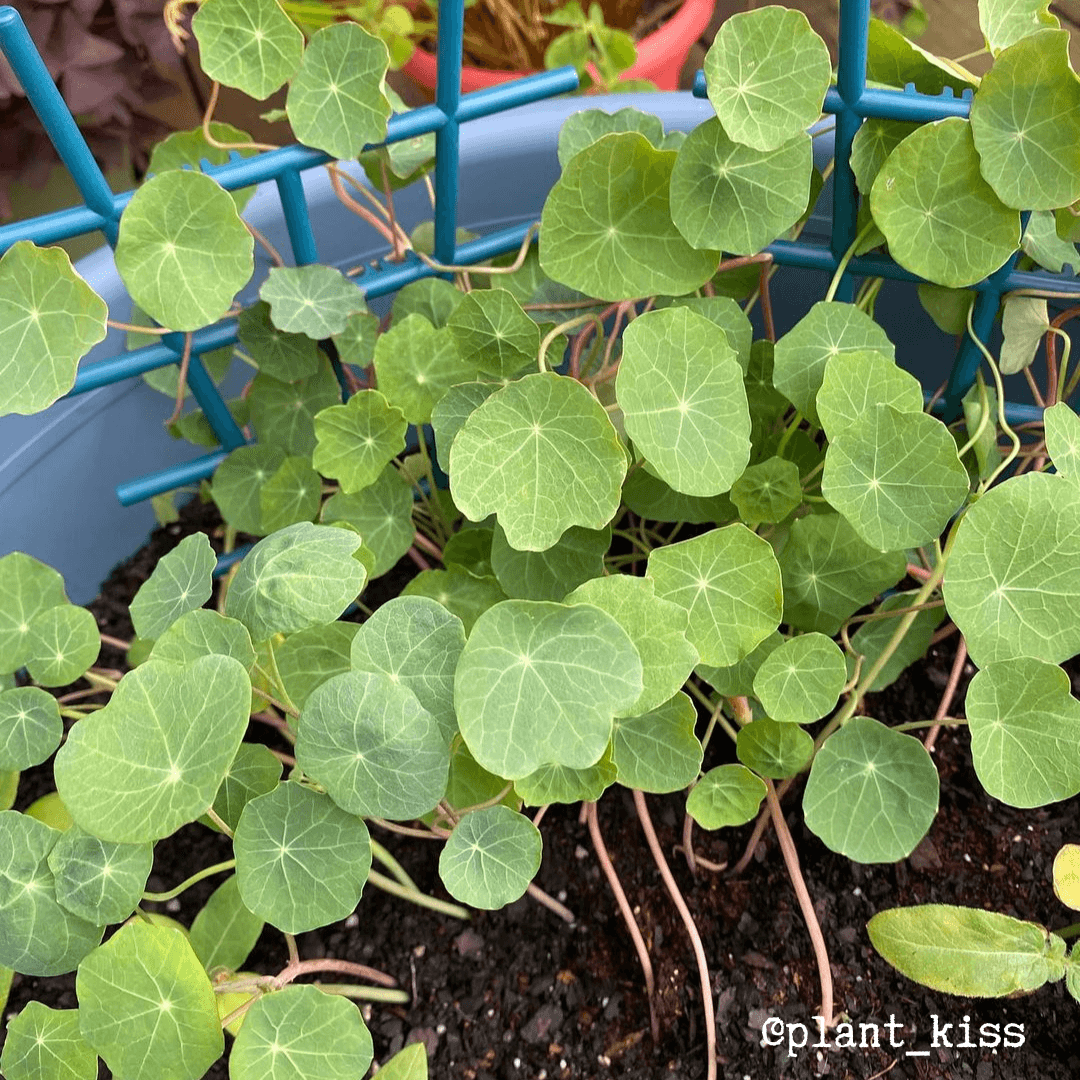 Nasturtium seedlings in a blue tray with dense green round leaves