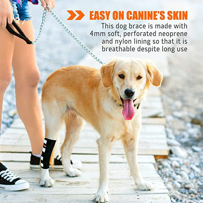 Dog standing wearing black neoprene hock and ankle brace with white pad panels