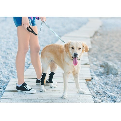 Dog on leash wearing black rear leg braces with reflective strap panels on both hind legs