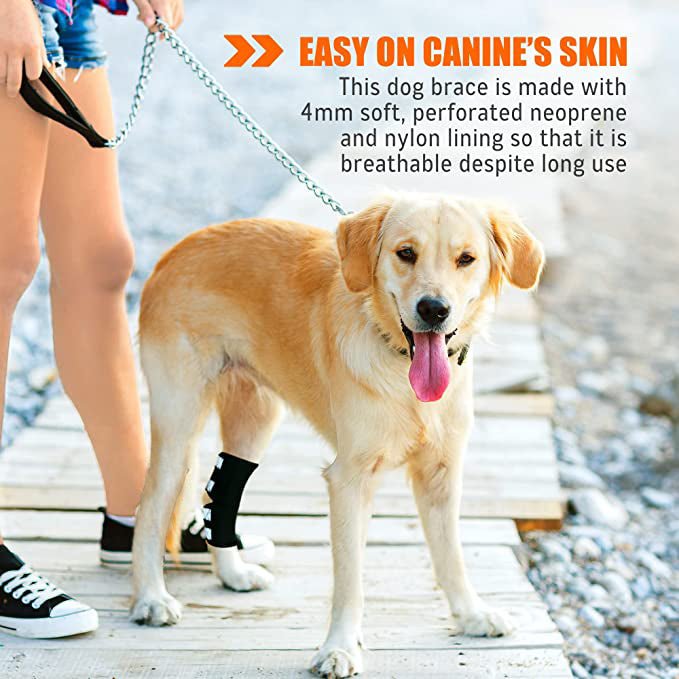 Dog wearing black padded rear hock brace with easy-fit straps