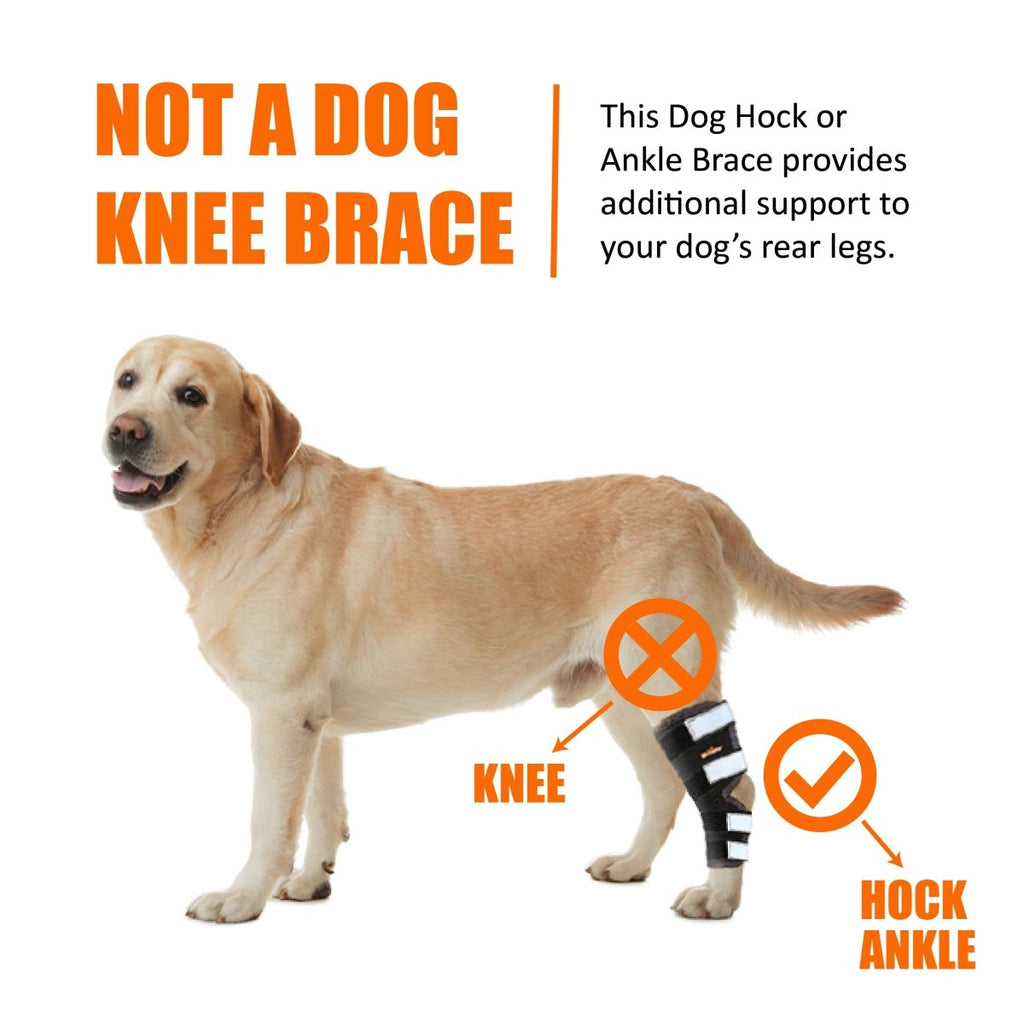 Dog rear leg hock brace shown with correct placement on ankle and hock area