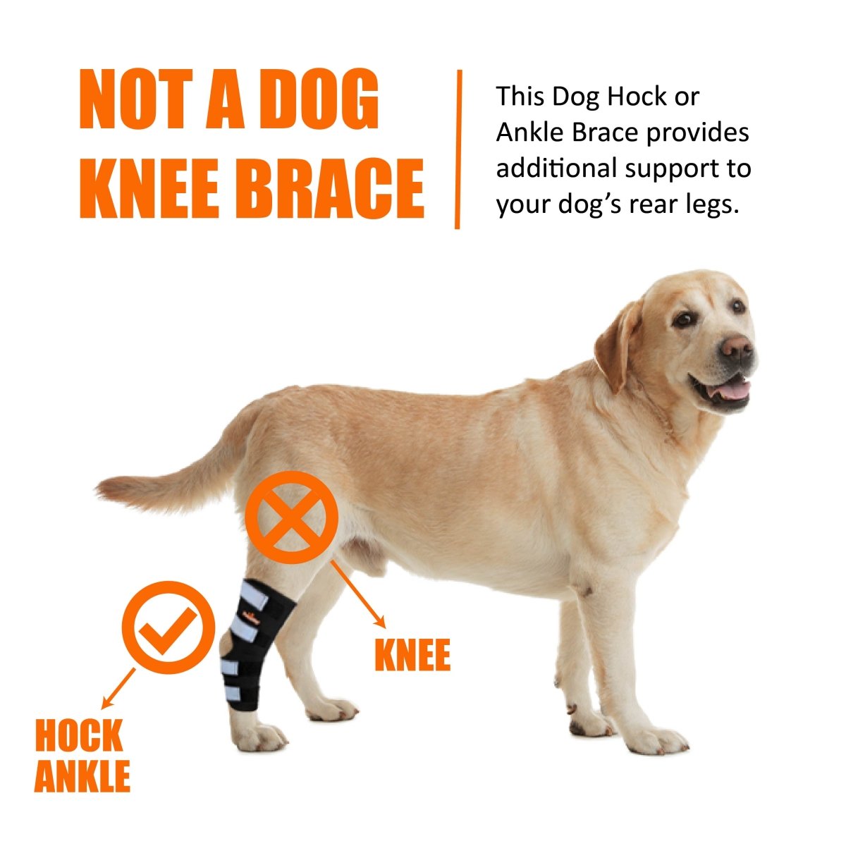 Dog rear hock and ankle brace, black strap-style support with white padding