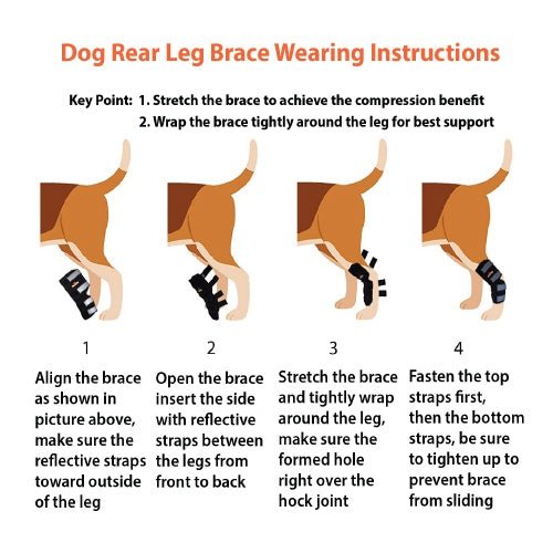 Dog rear leg brace wearing instructions showing black brace fit and strap placement steps