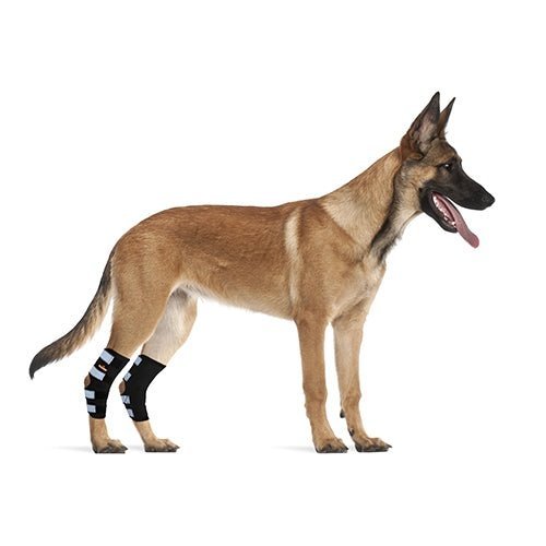 Dog wearing black rear leg brace with reflective strap panels on hind leg