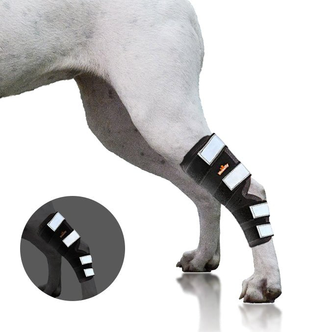 Black dog rear leg hock brace with reflective strap strips on front of leg wrap
