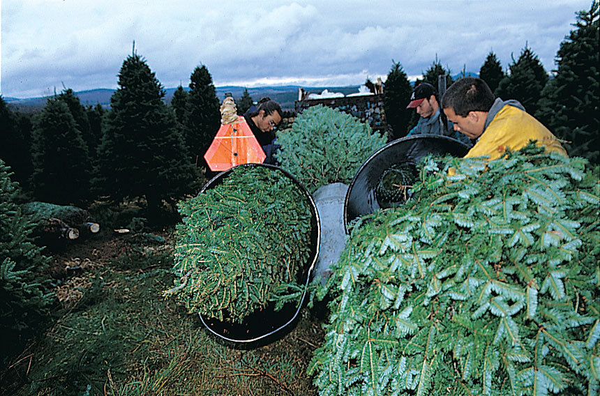 Balsam fir trees being loaded with a round bale, large green branches in foreground