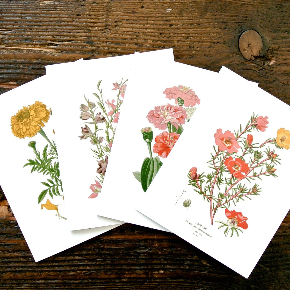 Set of four botanical greeting cards with colorful floral illustrations on white cards